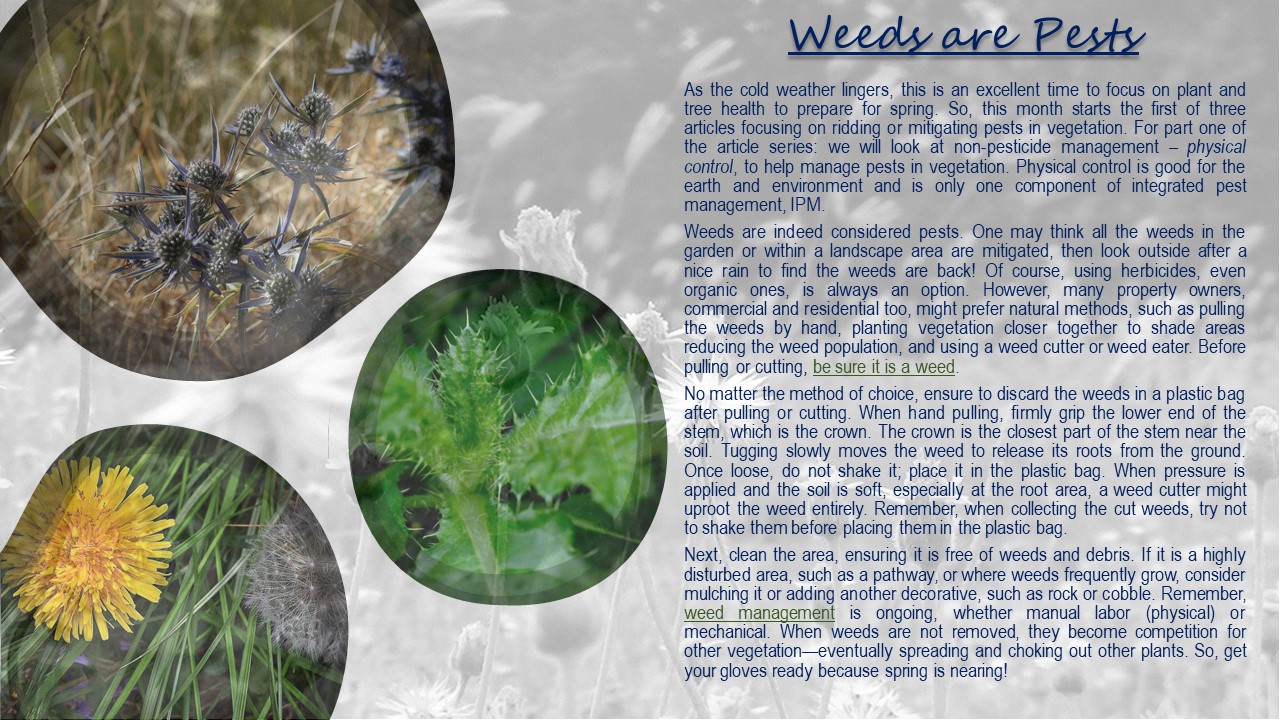 Articles-Weeds are Pests-020823-edit
